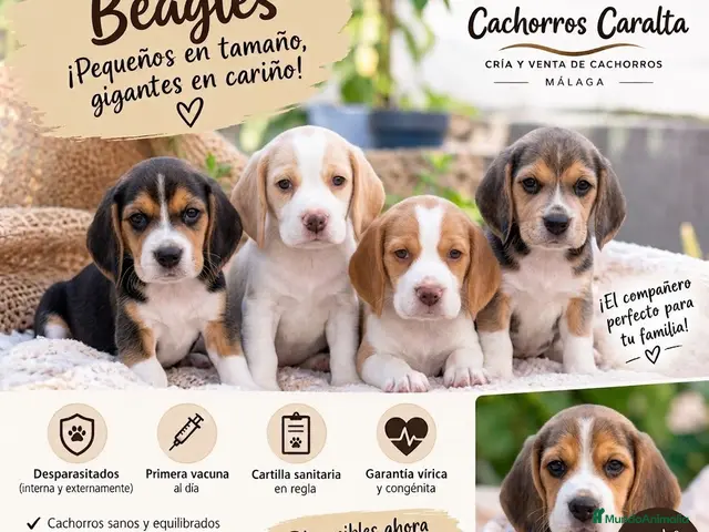 Beagle perros 🐶❤️ PRECIOSOS CACHORROS BEAGLE - Anuncio 2