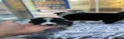 Border Collie perros en venta: Cachorros Border collie 350€ ¡PRECIO REAL! - Anuncio 5