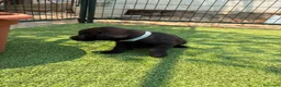 Labrador Retriever perros en venta: LABRADOR - Anuncio 40