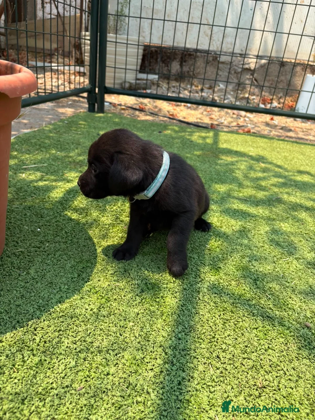 Labrador Retriever perros en venta: LABRADOR - Anuncio 40