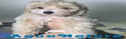 Maltipoo perros en venta: Maltipoo Hembra AQUANATURA - Anuncio 5