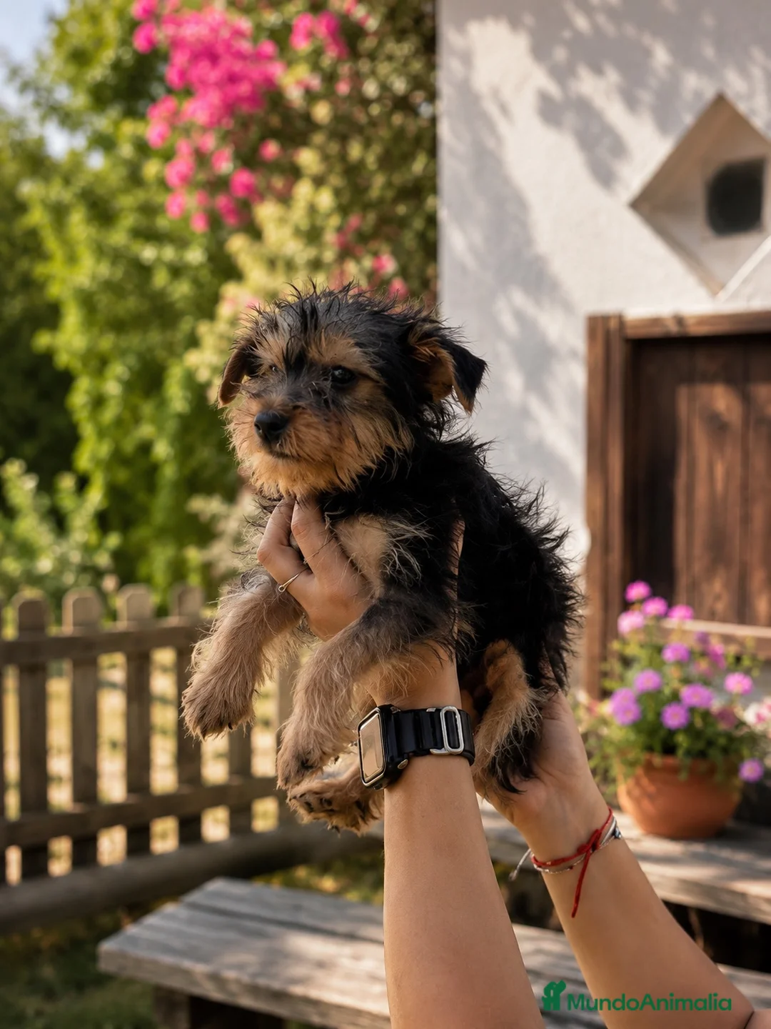 Yorkshire Terrier perros en venta: Preciosos cachorros de Yorkshire Terrier! 🐶✨ - Anuncio 2