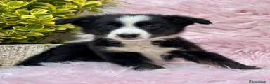 Border Collie Cachorro 2