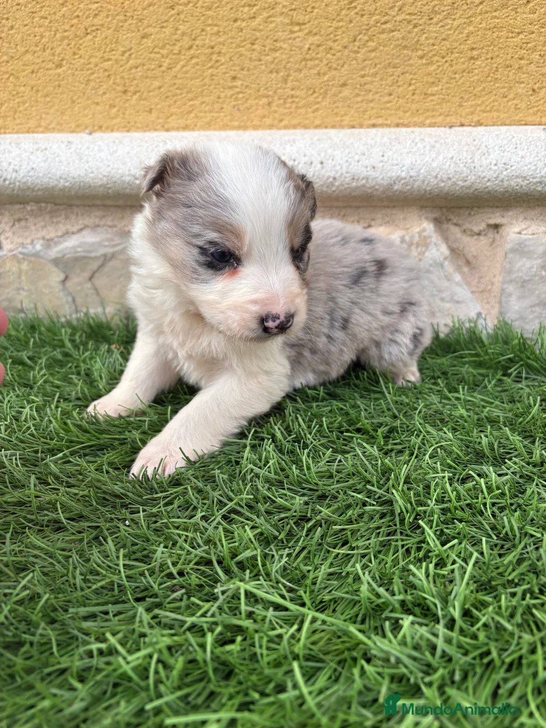 Border Collie perros en venta: Border Collie macho Merle precioso - Anuncio 17