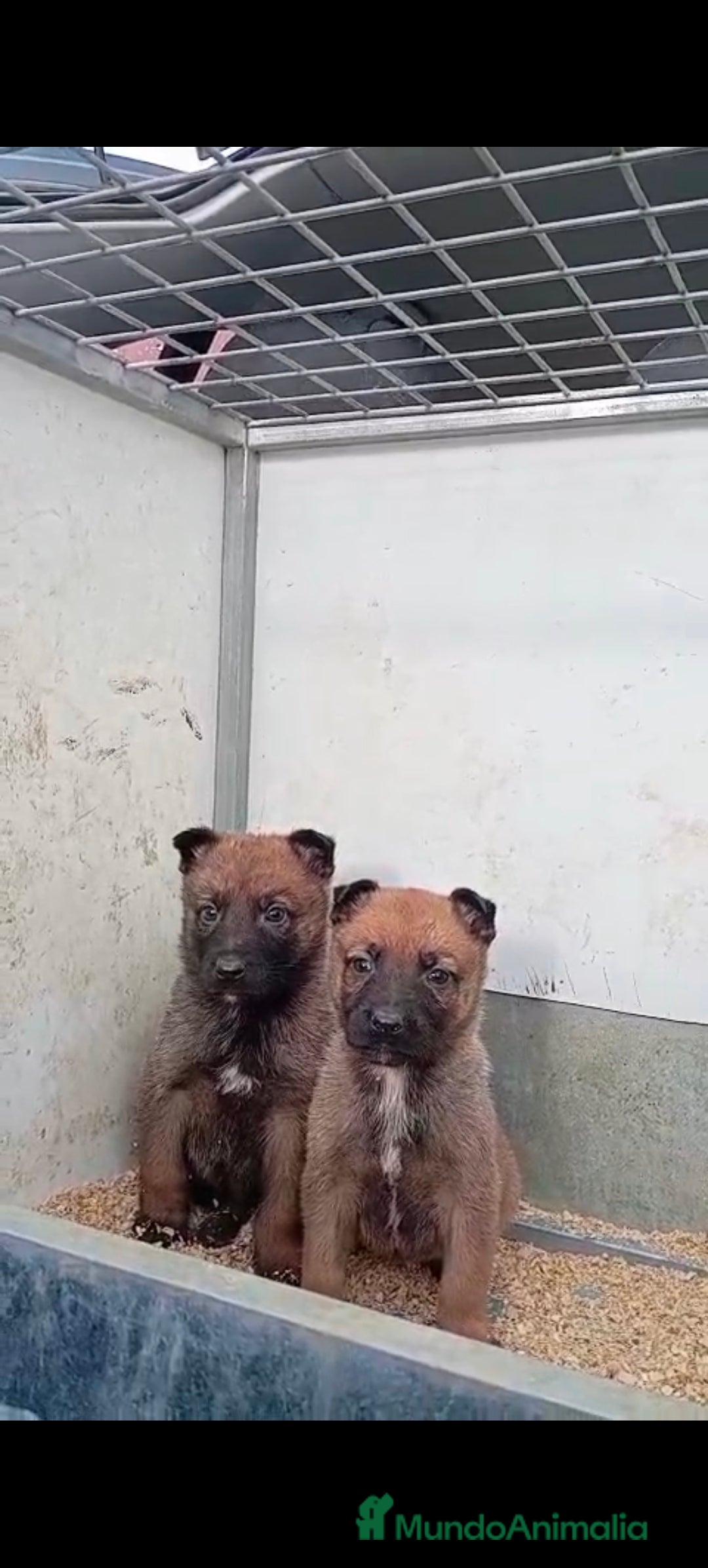 Pastor Belga Malinois perros en venta: Malinoe  - Anuncio 2