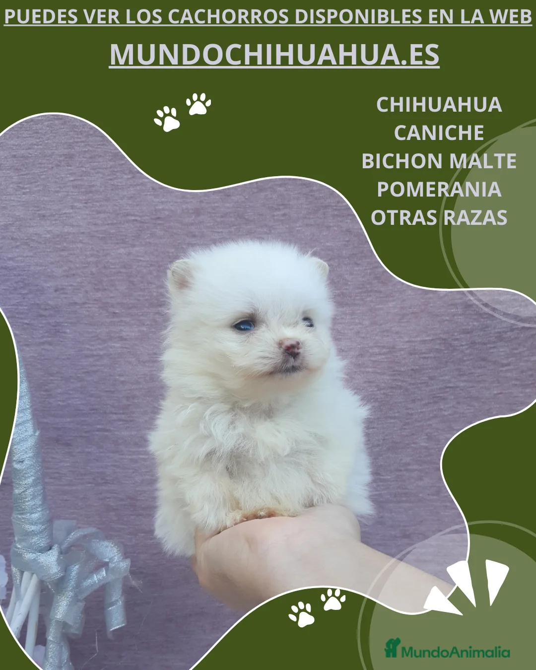 Pomerania perros en venta: POMERANIA  LINEA TOY   MUY CHATO - Anuncio 6