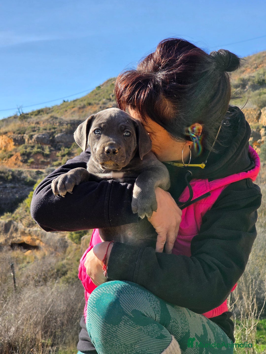 Cane Corso perros en venta: Molosos de Odin Cane Corso kennel - Anuncio 9