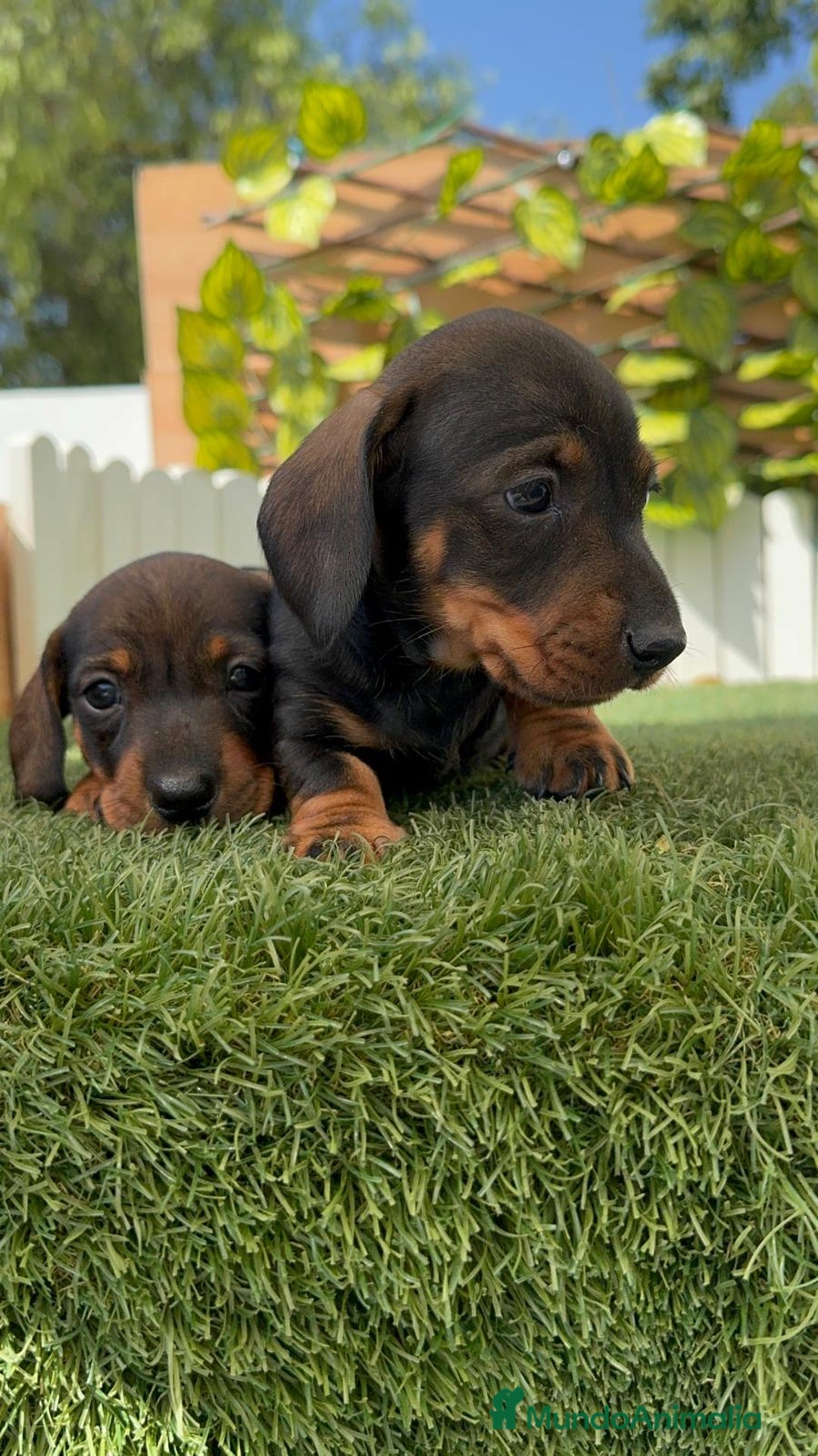 Teckel Miniatura perros en venta: TECKEL. MINIATURA - Imagen 11