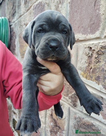 Cane Corso perros CANE CORSO PEDIGREE - Anuncio 1