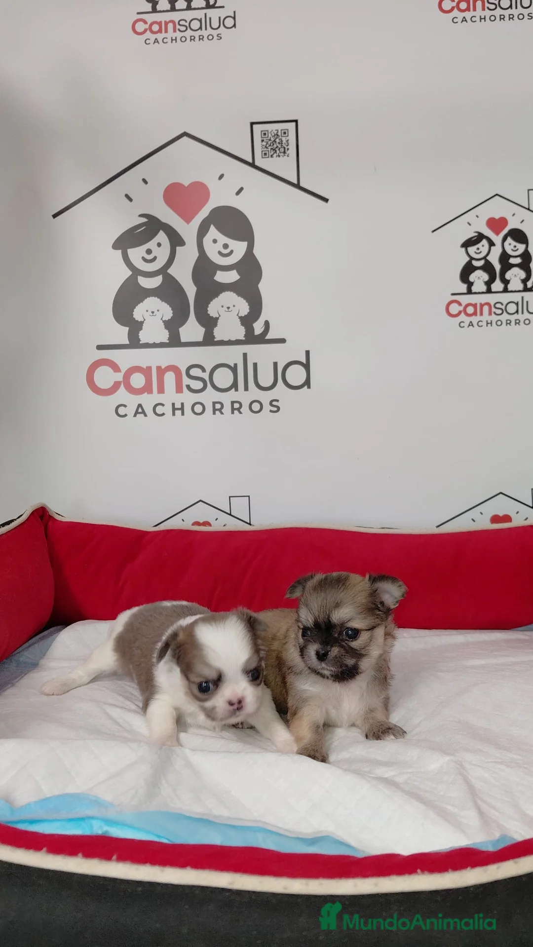 Chihuahua perros en venta: Chihuahua con pelo - Anuncio 4
