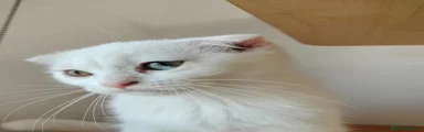 Scottish Fold 1