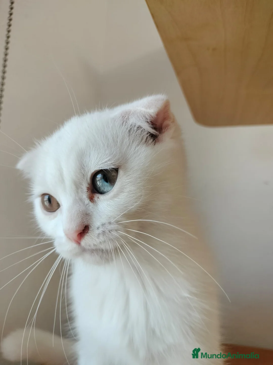 Scottish Fold gatos en venta: scottish fold - Anuncio 2