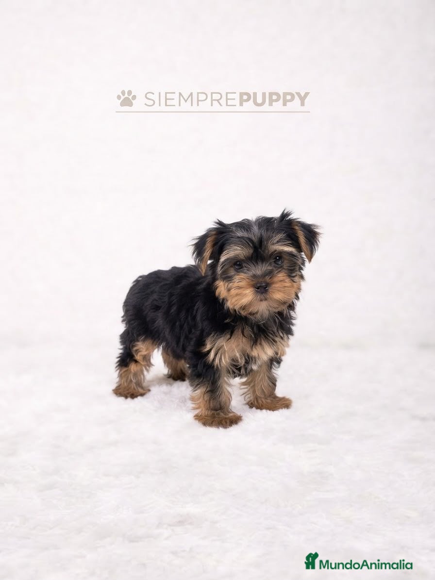 Yorkshire Terrier perros CACHORRITO YORKSHIRE - Anuncio 1