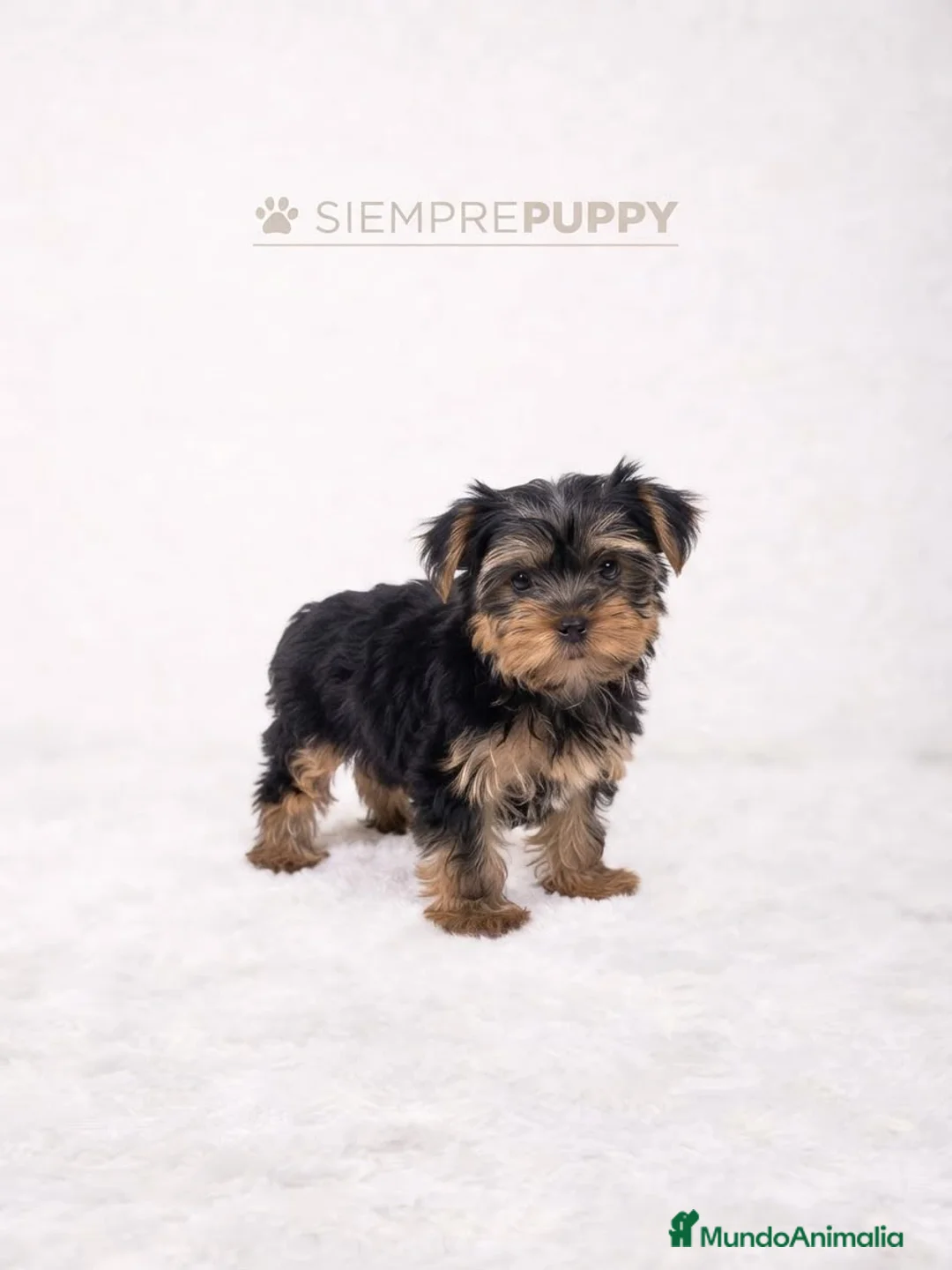 Yorkshire Terrier perros en venta: CACHORRITO YORKSHIRE - Anuncio 1