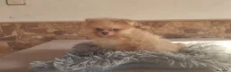 Pomerania perros en venta: Pomeranias Toy Toy - Anuncio 4
