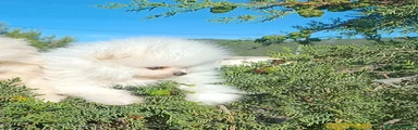 Pomerania Cachorro 1