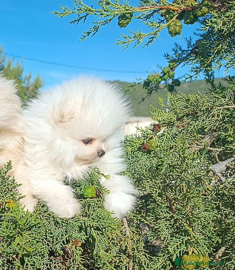 Pomerania perros en venta: POMERANIA MACHITO SÚPER TOY - Anuncio 2
