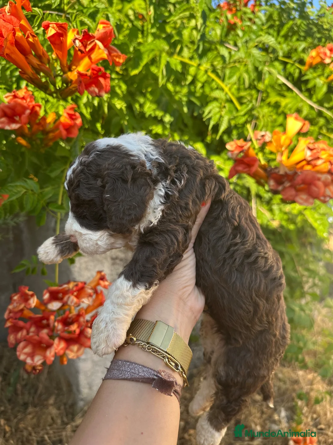 Perro de Agua Español perros en venta: Espectaculares Perro de Agua - Anuncio 2