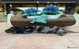 Teckel Miniatura perros en venta: Teckel Kaninchen - Imagen 5