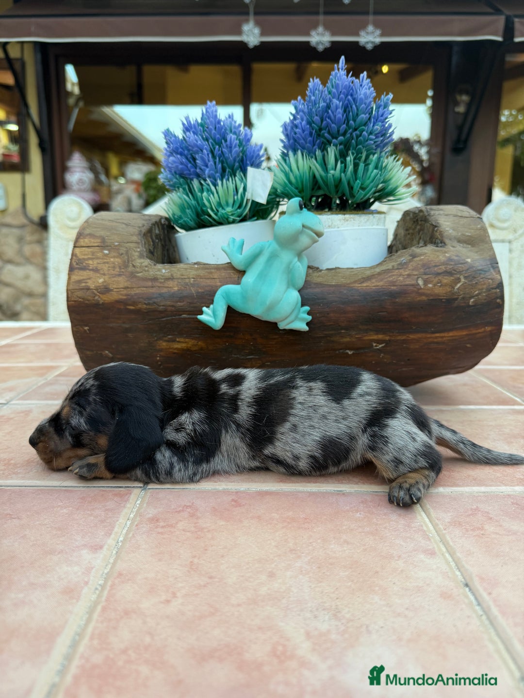 Teckel Miniatura perros en venta: Teckel Kaninchen - Imagen 5