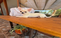 Chihuahua perros en venta: Chihuahua Macho disponible  - Imagen 3