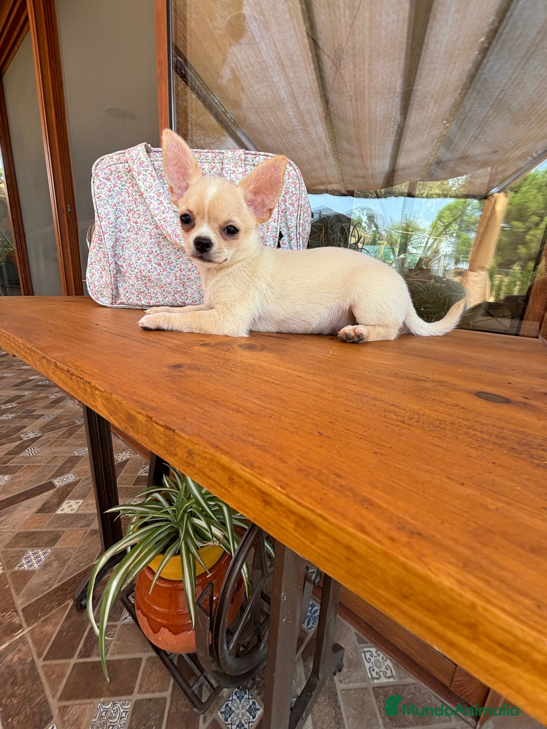 Chihuahua perros en venta: Chihuahua Macho disponible  - Imagen 3