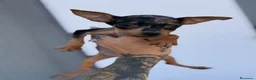 Pinscher Miniatura perros en venta: Mini pincher Exoticos  - Anuncio 12