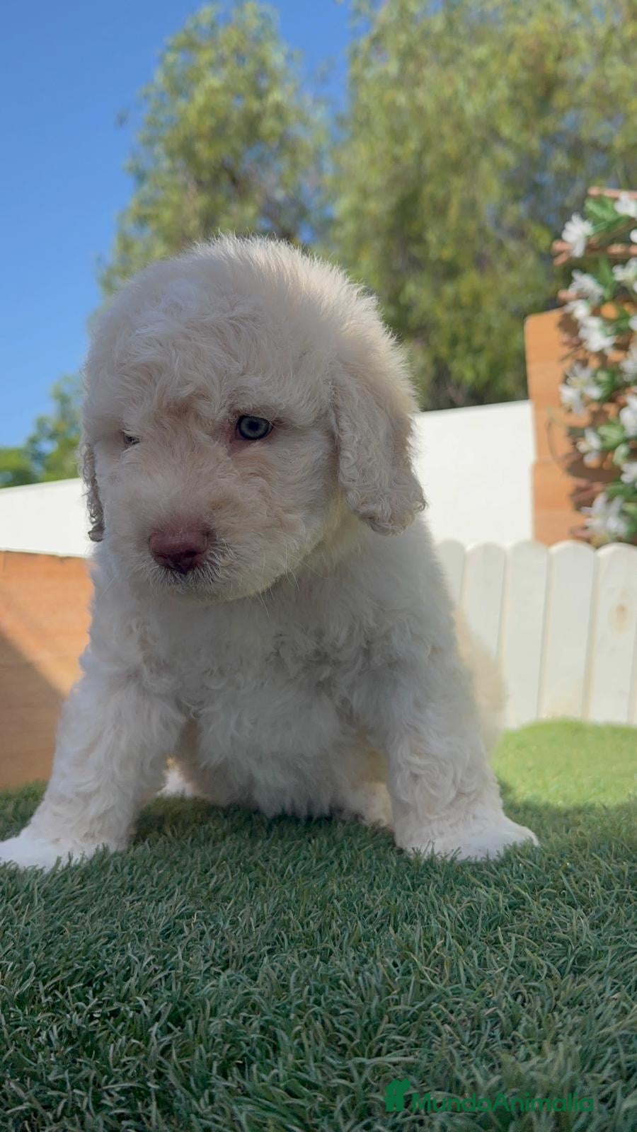 Perro de Agua Español perros en venta: PERRO DE AGUA RABON - Anuncio 10
