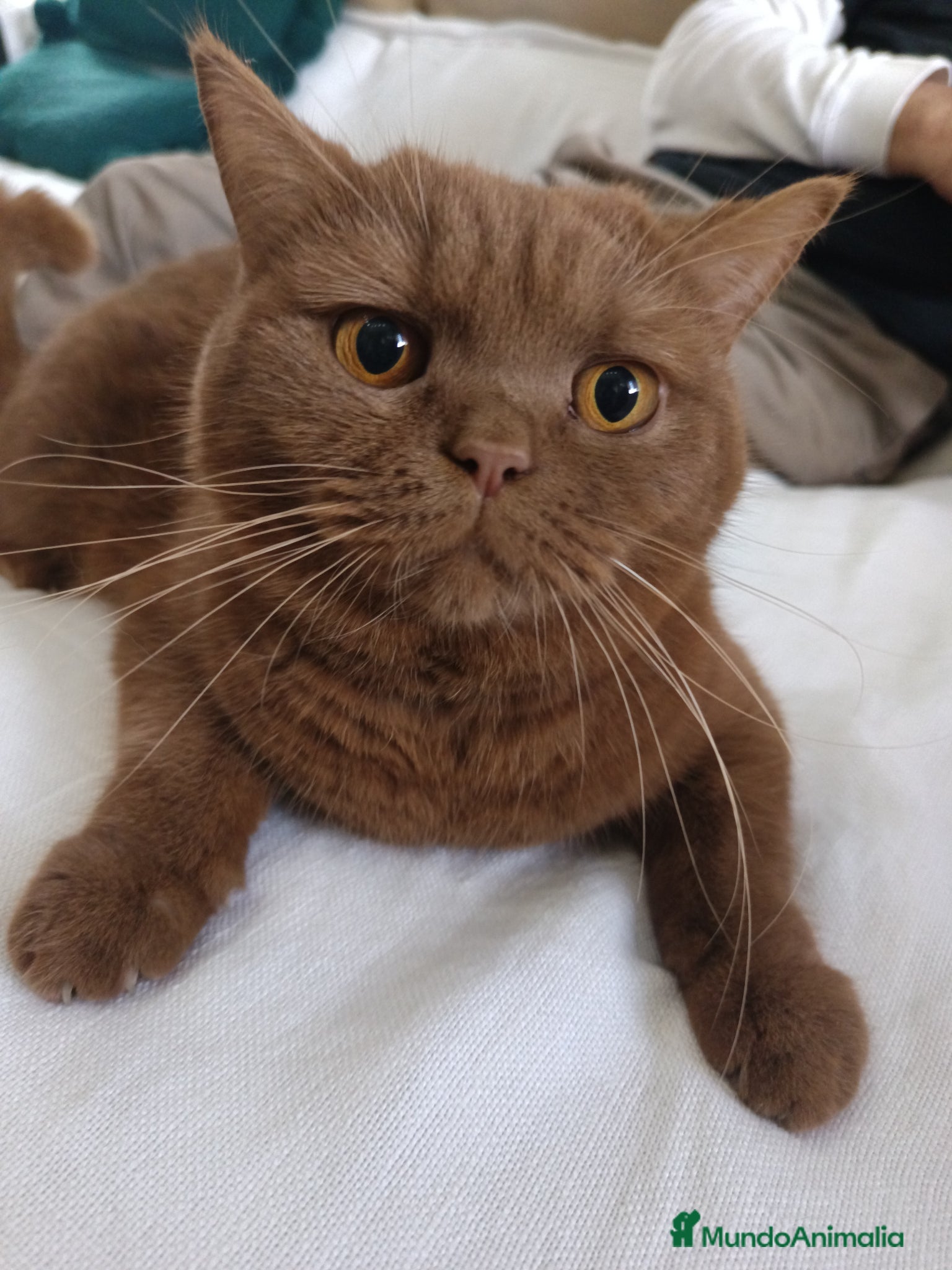 Británico de Pelo Corto gatos British shorthair chocolate  - Anuncio 1