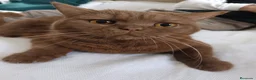 Británico de Pelo Corto gatos en venta: British shorthair chocolate  - Anuncio 1