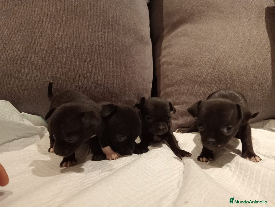 Chihuahua perros en venta: Chihuahuas toy cabeza manzana hembras - Imagen 2