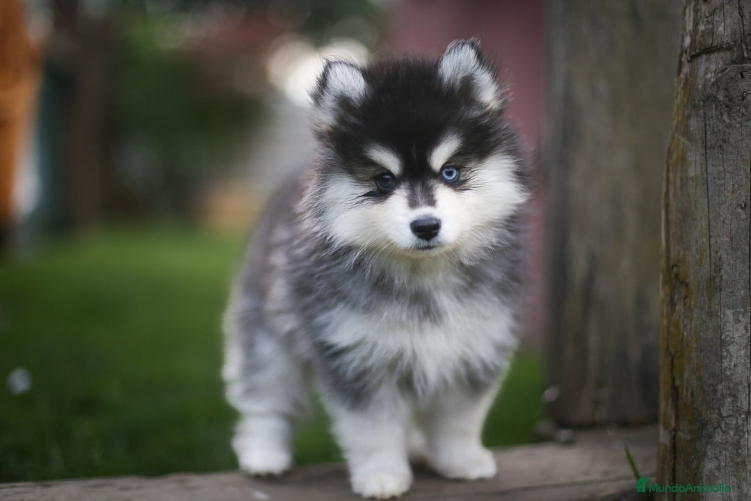 Pomsky perros en venta: Pomsky F4 Toy y minis  - Imagen 17