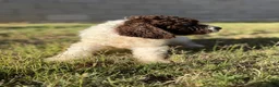 Perro de Agua Español perros en venta: Disponible Perros de agua de Calidad  - Anuncio 7