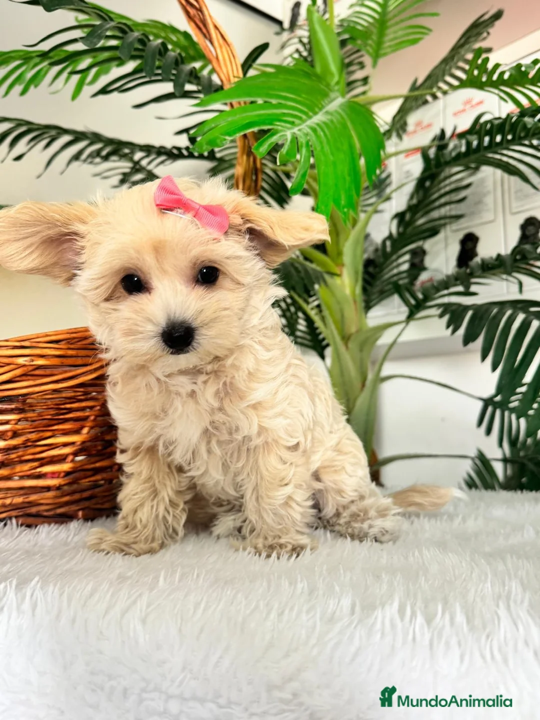 Maltipoo perros en venta: MALTIPOO HEMBRA - Anuncio 1