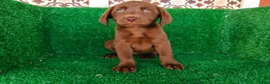 Labrador Retriever 2