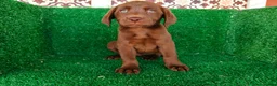 Labrador Retriever perros en venta: labrador retriever - Anuncio 6