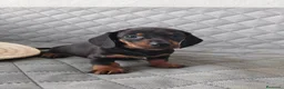 Teckel Miniatura perros en venta: TECKEL NEGRO FUEGO - Anuncio 7