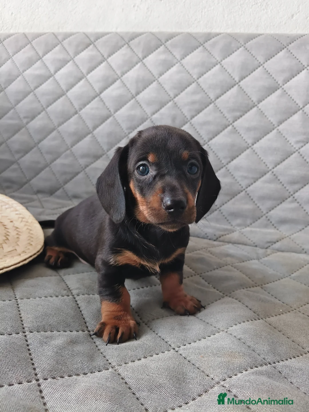 Teckel Miniatura perros en venta: TECKEL NEGRO FUEGO - Anuncio 7