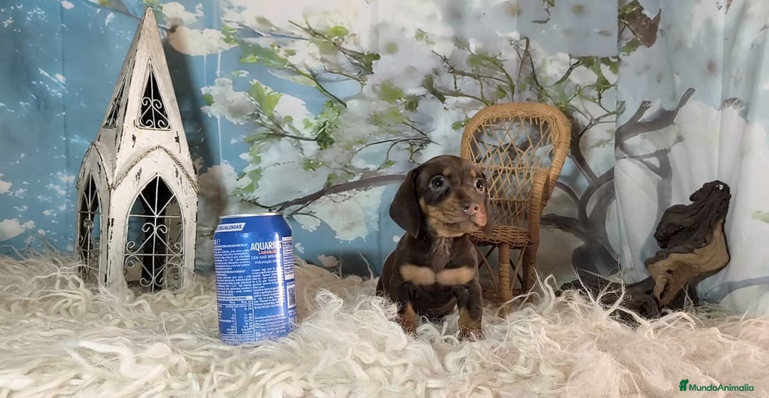 Teckel perros en venta: Teckel kanichen  - Anuncio 7