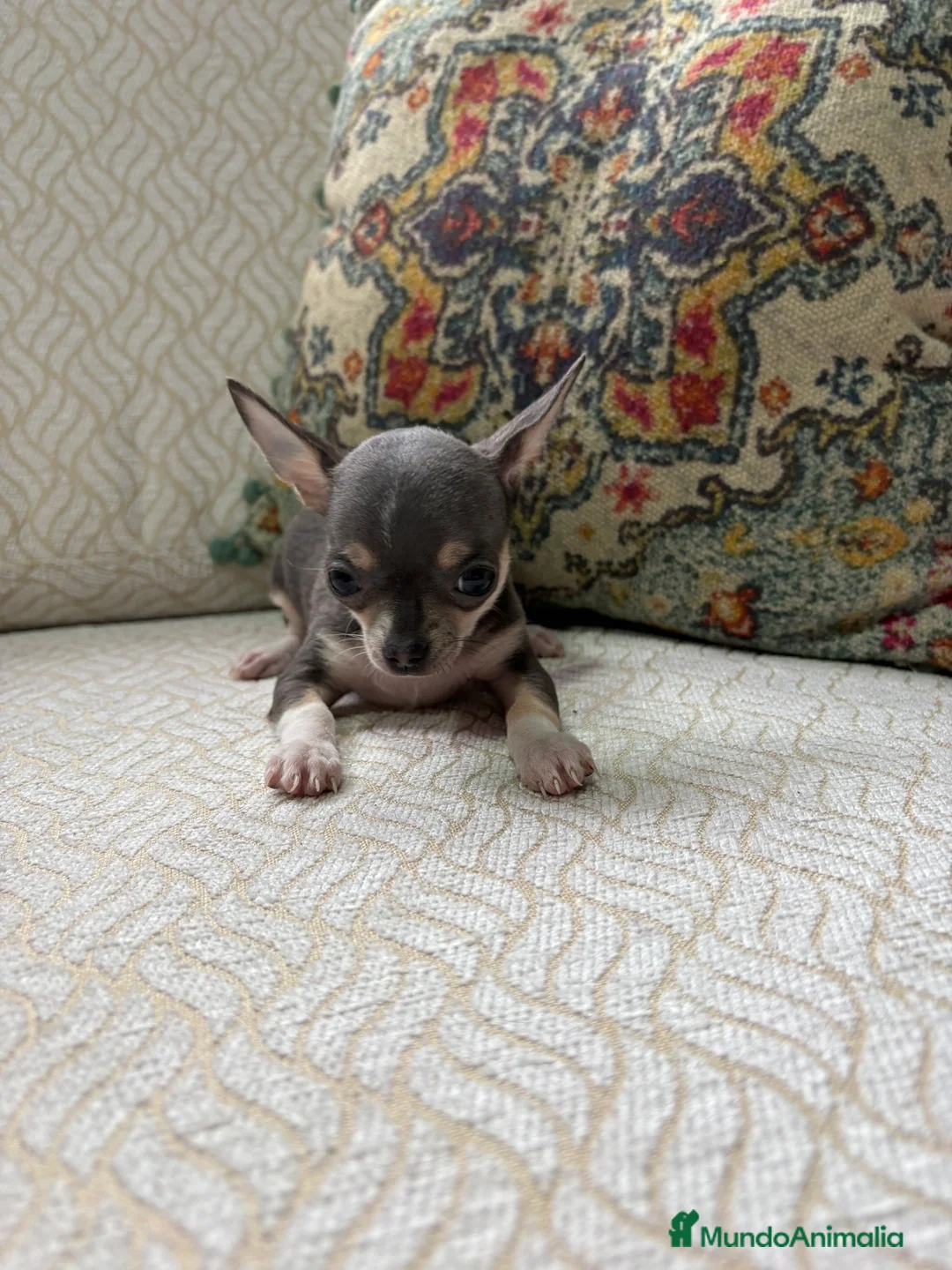 Chihuahua perros en venta: Chihuahua mini Toy hembra blue tri - Anuncio 19