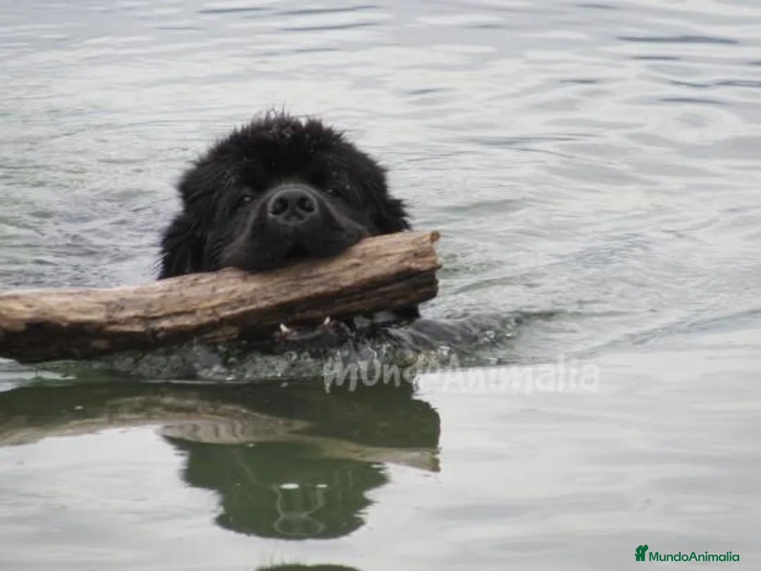 Imagen de galería {{count}}