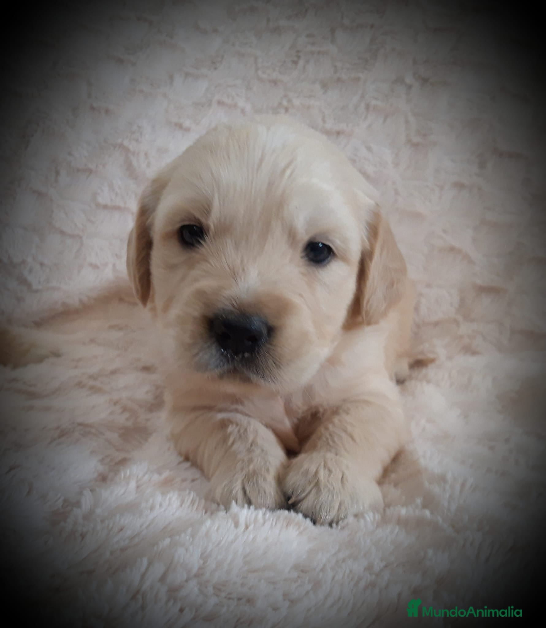 Golden Retriever perros cachorros disponibles para reservar - Anuncio 6