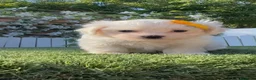 Bichón Maltés perros en venta:  BICHÓN MALTÉS –  COMPAÑERO DE MIRADA DULCE  - Anuncio 2