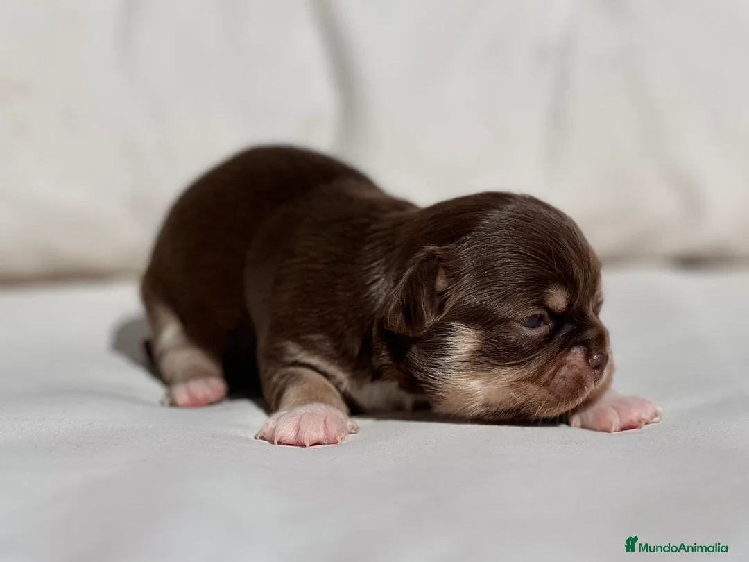 Chihuahua perros en venta: CHIHUAHUA TRICOLOR CHOCOLATE PELO LARGO - Anuncio 4