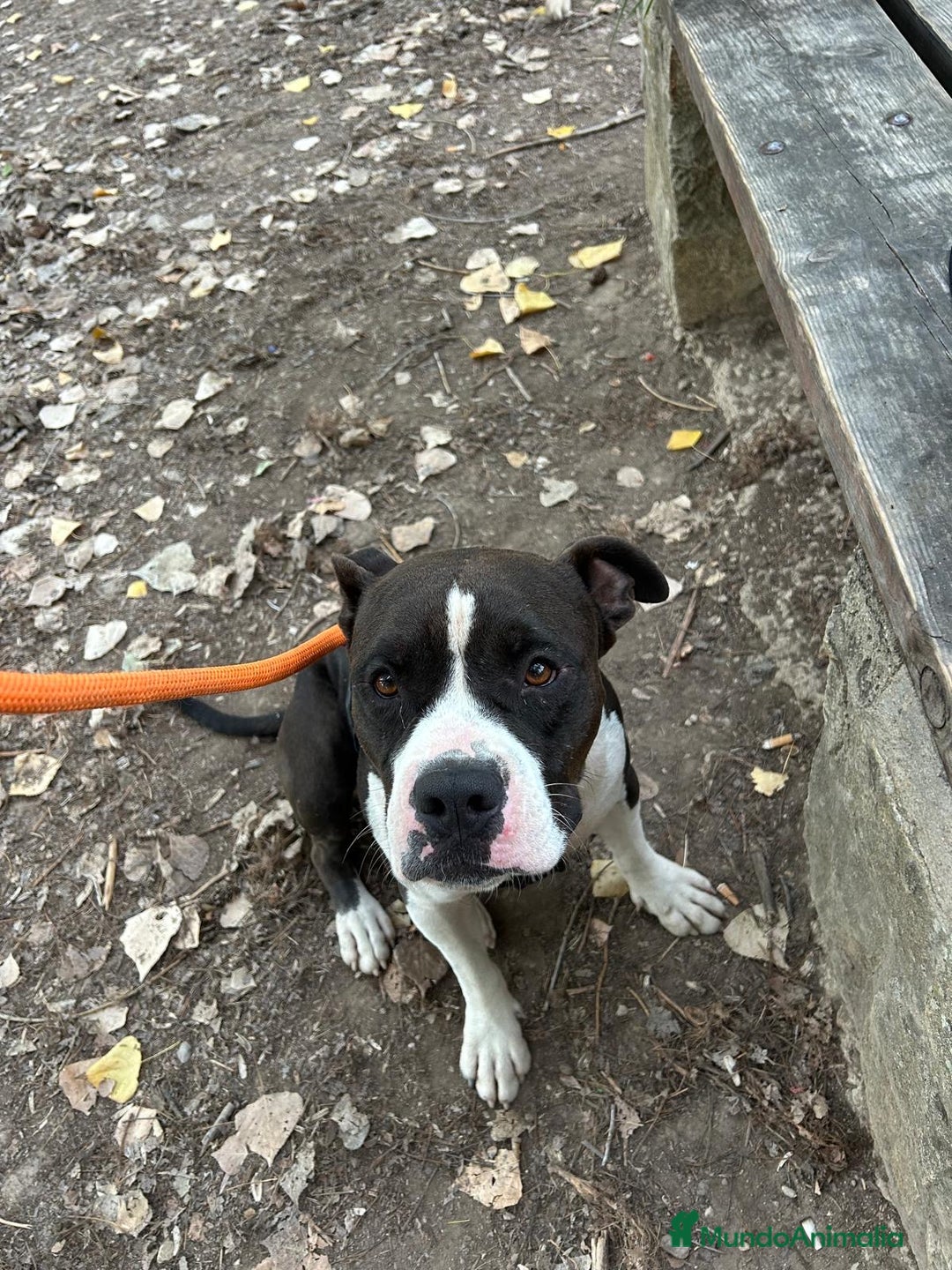 American Bully perros en adopcion: JORDI ❤️ en adopción  - Anuncio 9