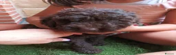 Perro de Agua Español perros en venta: Ultima hembra chocolate en Madrid - Anuncio 3