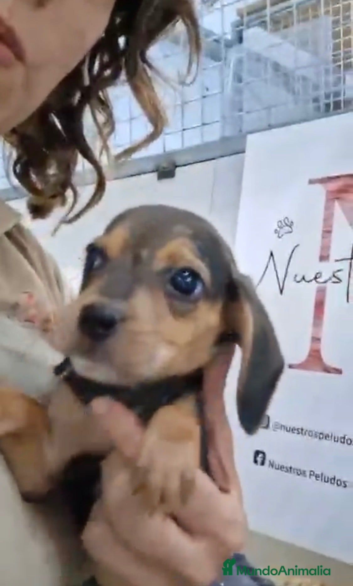 Beagle perros Beagles macho  - Anuncio 2