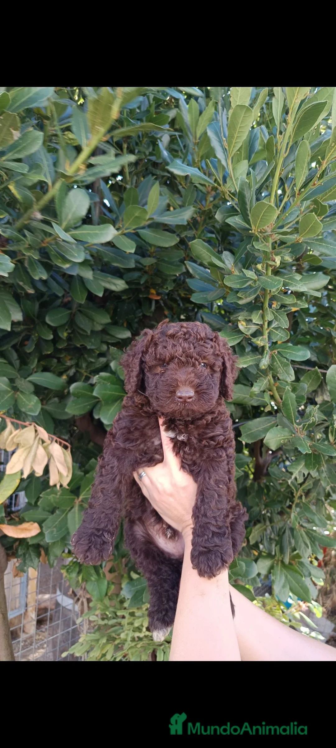 Perro de Agua Español perros en venta: Perro de agua  - Anuncio 7