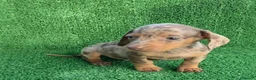 Teckel Miniatura perros en venta: Teckel kanichen  - Anuncio 4