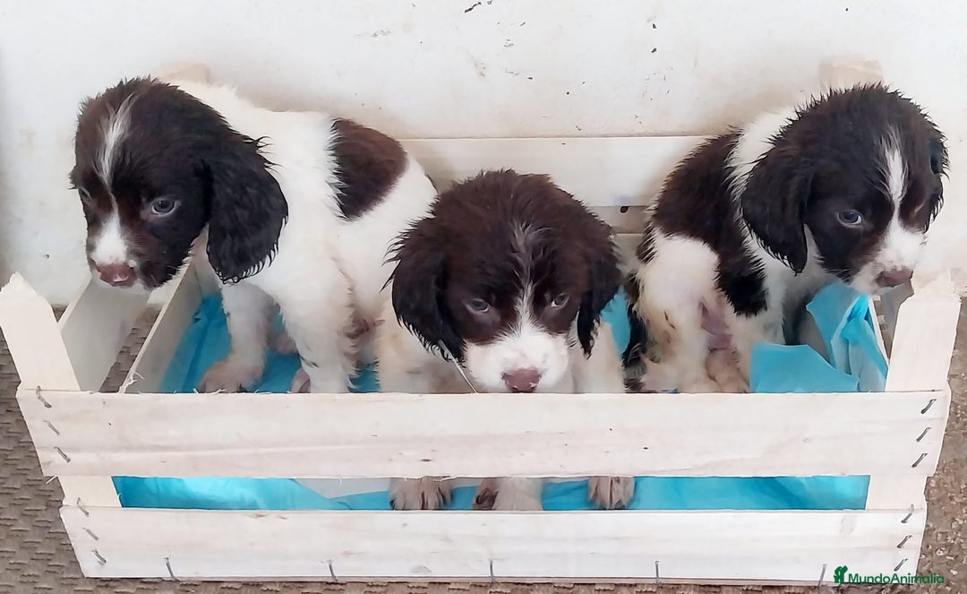 English Springer Spaniel perros en venta: Springer spaniels inglés - Imagen 4